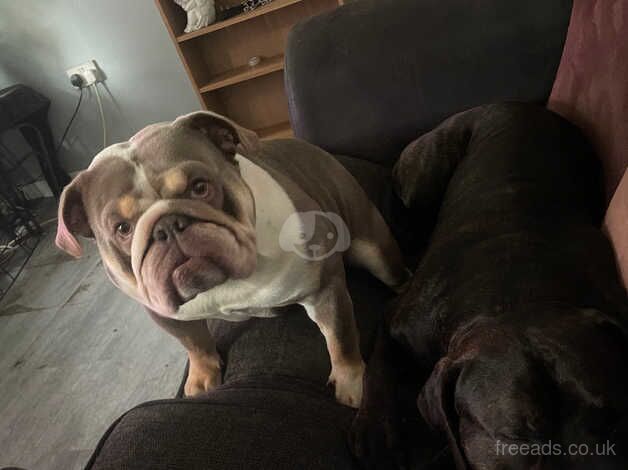 Bowser the bulldog for sale in Birmingham, West Midlands