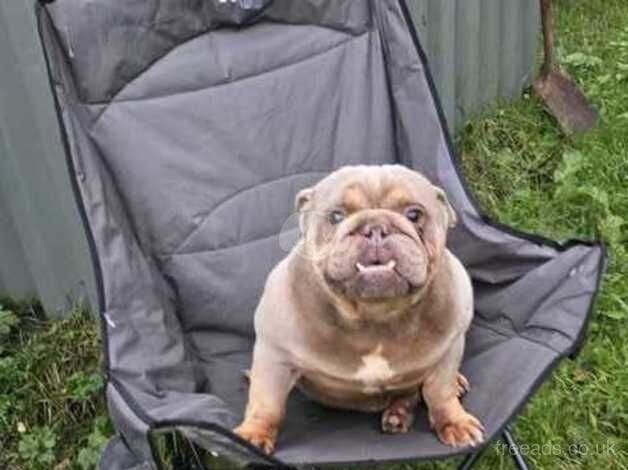 British bulldog dog for sale in Bargod or Bargoed, Caerphilly