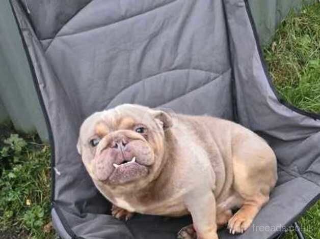 British bulldog dog for sale in Bargod or Bargoed, Caerphilly - Image 3