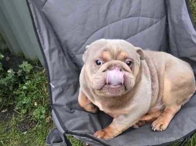 British bulldog dog for sale in Bargod or Bargoed, Caerphilly - Image 4