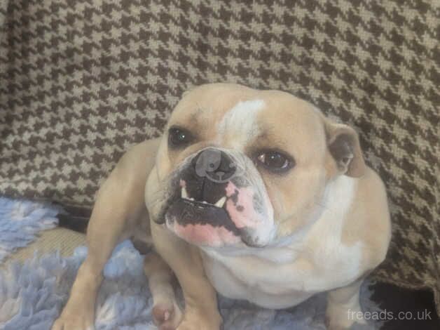 British bulldog female for sale in Dungannon, Dungannon