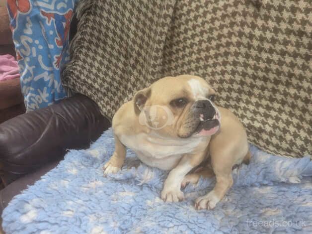 English Bulldogs for sale in Dungannon, Dungannon