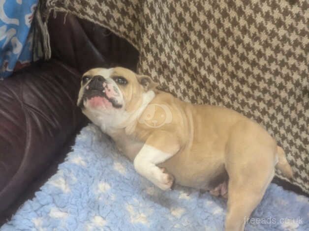 Bulldog Puppies for sale in Dungannon