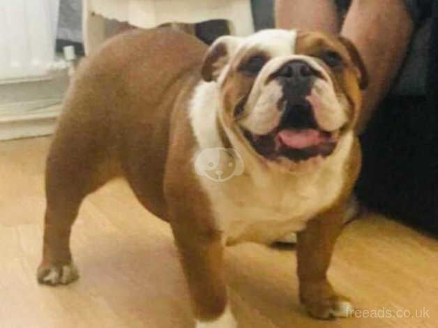 British bulldog girl and boy for sale in Ireland, Shetland Islands