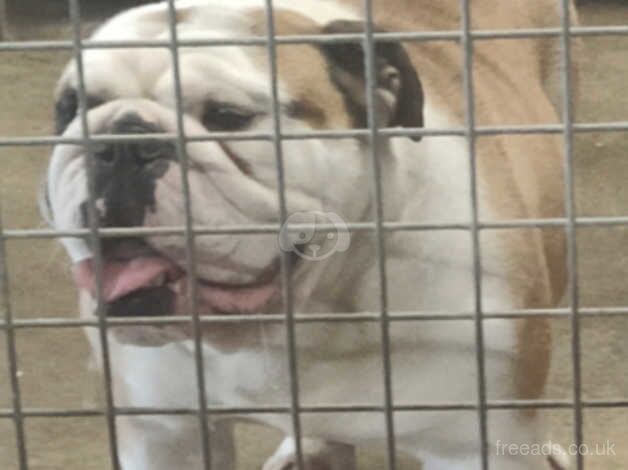 British bulldog girl and boy for sale in Ireland, Shetland Islands - Image 2