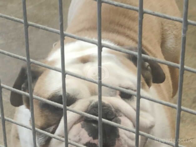 British bulldog girl and boy for sale in Ireland, Shetland Islands - Image 3