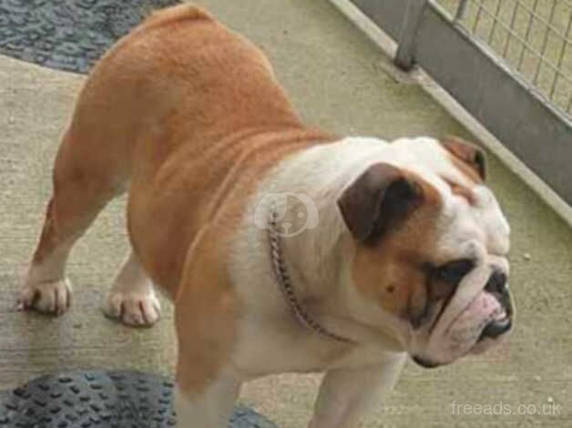 British bulldog girl and boy for sale in Ireland, Shetland Islands - Image 4