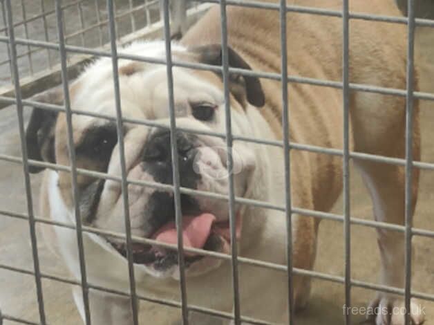 British bulldog girl and boy for sale in Ireland, Shetland Islands - Image 5