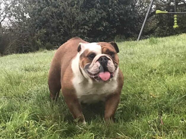 British Bulldog Girl & Boy for sale in Ireland, Shetland Islands