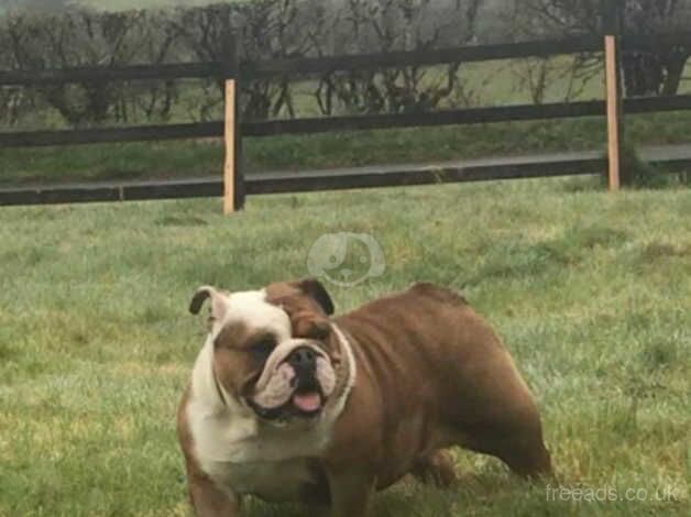 British Bulldog Girl & Boy for sale in Ireland, Shetland Islands - Image 2