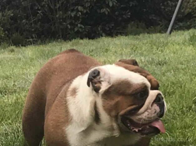 KC Registered Bulldog Puppies for sale in Shetland Islands