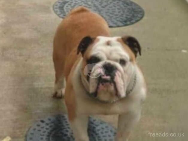 British Bulldog Girl & Boy for sale in Ireland, Shetland Islands - Image 4