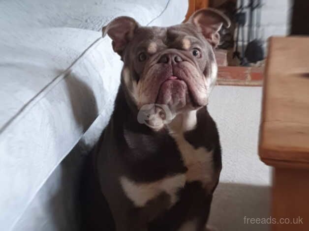 British bulldog for sale in Chelmsford, Essex - Image 2