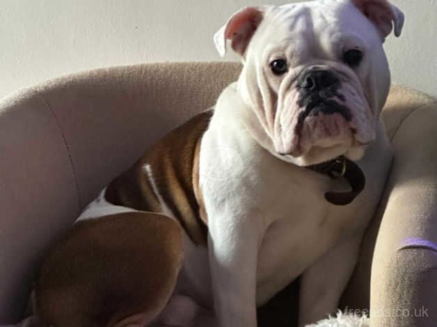 English Bulldogs for sale in Diss, Norfolk