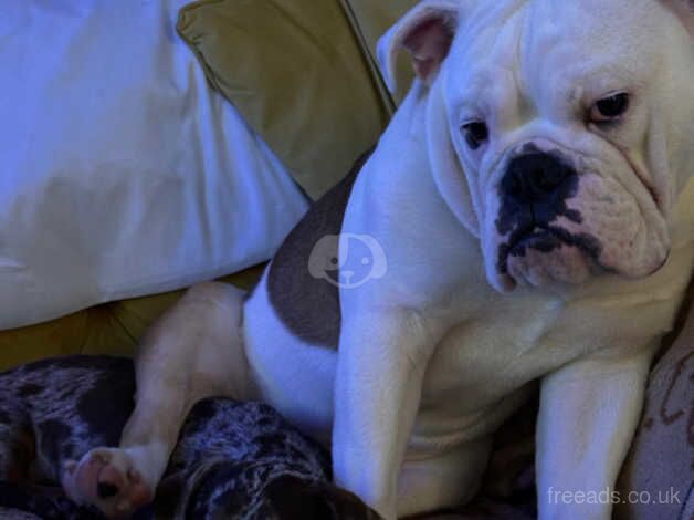 British Bulldog for sale in Diss, Norfolk - Image 3