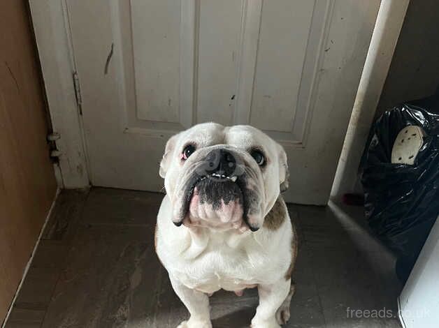 British bulldog for sale in Doncaster, South Yorkshire