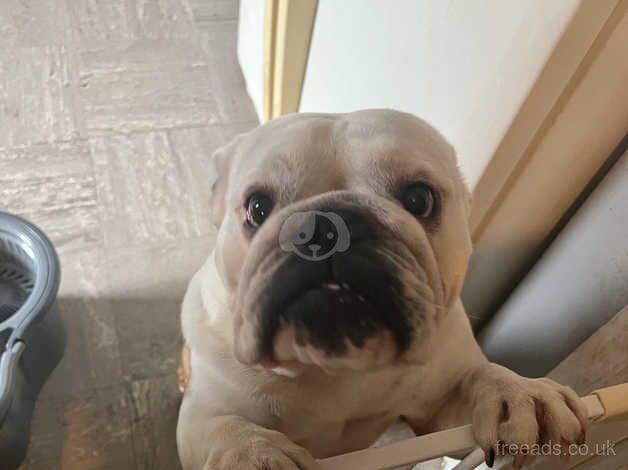 English Bulldogs for sale in Doncaster, South Yorkshire