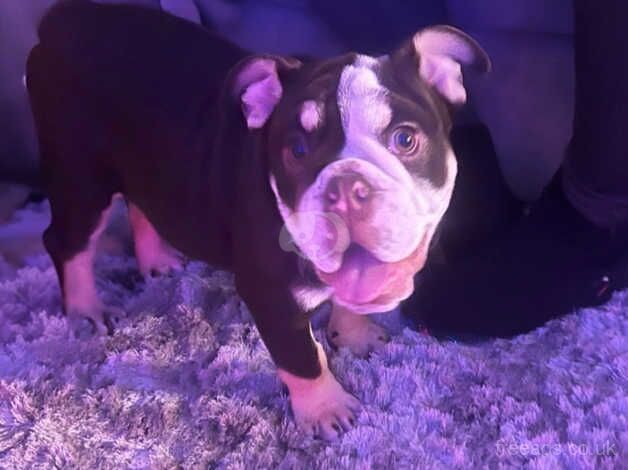 British bulldog for sale in Rhyl, Denbighshire