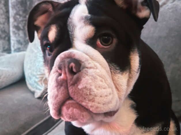 English Bulldogs for sale in Rhyl, Denbighshire