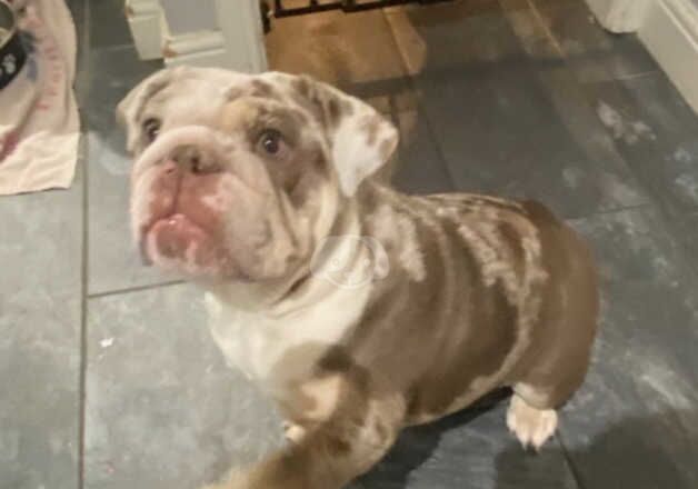 British bulldog (Merle) for sale in Oxford, Oxfordshire