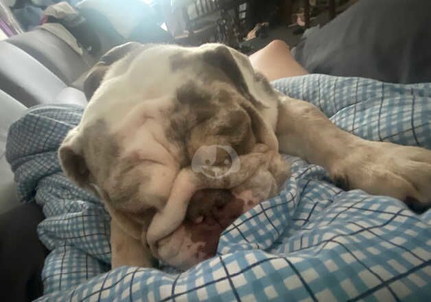 British bulldog (Merle) for sale in Oxford, Oxfordshire - Image 2