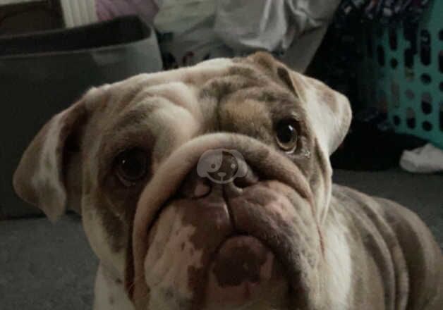 British bulldog (Merle) for sale in Oxford, Oxfordshire - Image 3