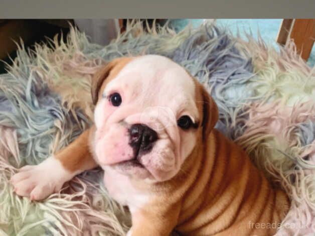 British bulldog puppies for sale in Exeter, Devon