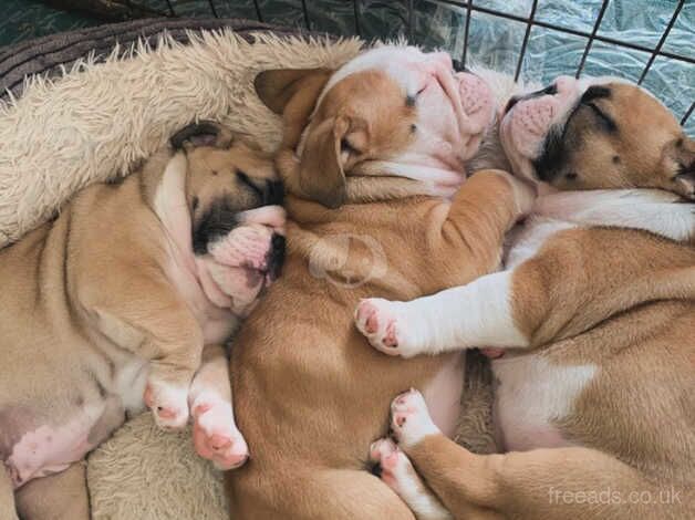 British bulldog puppies for sale in Exeter, Devon - Image 2