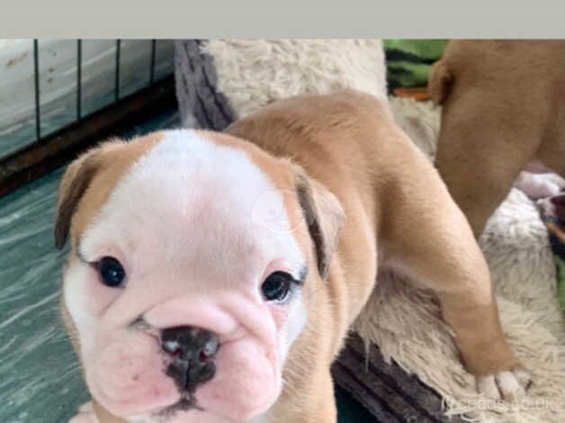 British bulldog puppies for sale in Exeter, Devon - Image 3