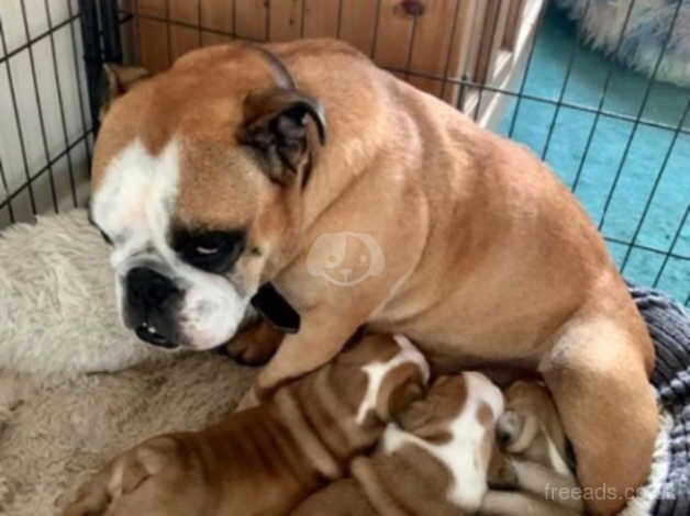 British bulldog puppies for sale in Exeter, Devon - Image 5