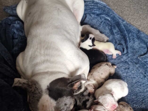 British bulldog puppies for sale in Wolverhampton, West Midlands