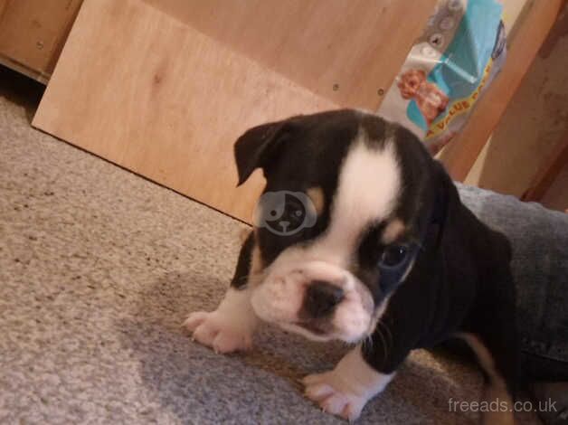 English Bulldogs for sale in Wolverhampton, West Midlands