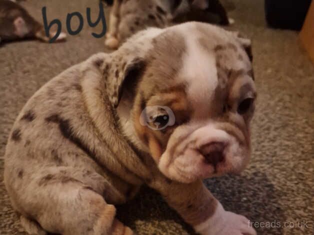 Bulldog Puppies for sale in West Midlands