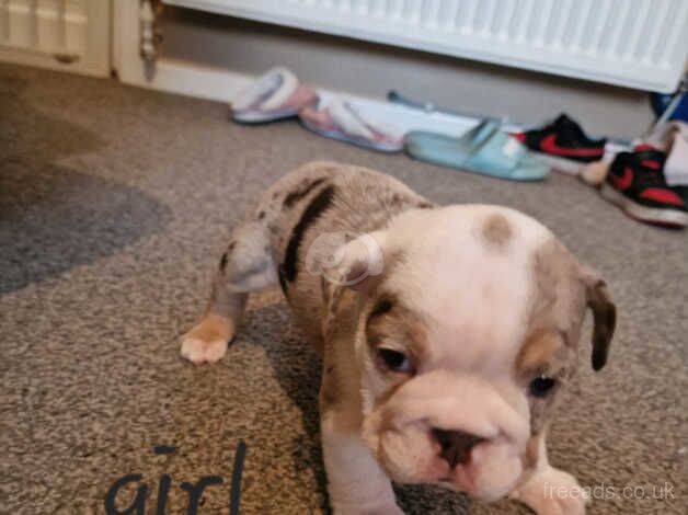 British bulldog puppies for sale in Wolverhampton, West Midlands - Image 4