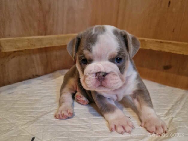 British bulldog puppies for sale in Wolverhampton, West Midlands - Image 5