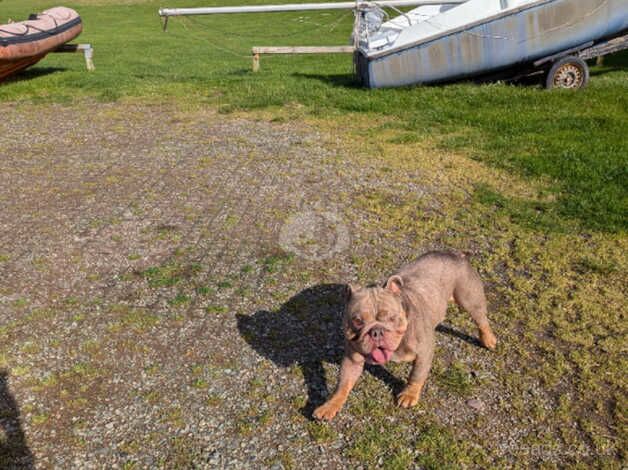 Bulldog for sale in Milford Haven/Aberdaughleddau, Pembrokeshire