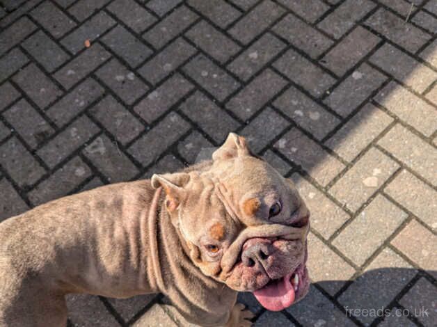 Bulldog for sale in Milford Haven/Aberdaughleddau, Pembrokeshire - Image 2