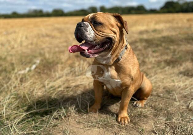 Bulldog x Dogue de Bordeaux for sale in Thetford, Norfolk