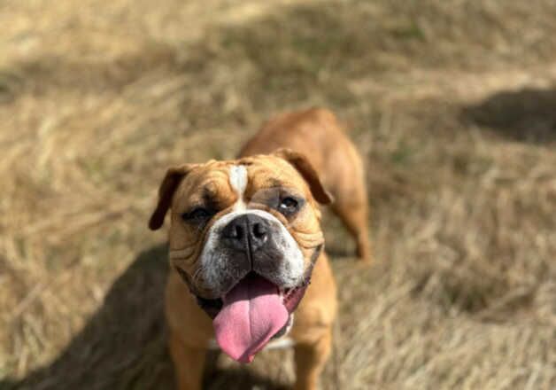 Bulldog x Dogue de Bordeaux for sale in Thetford, Norfolk - Image 2