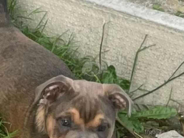 Bulldog x staff for sale in Carmarthen/Caerfyrddin, Carmarthenshire - Image 2