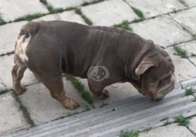 Bulldogs lilic for sale in Cardiff/Caerdydd, Cardiff