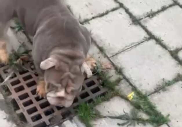 Bulldog Puppies for sale in Cardiff