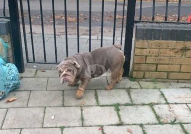 Bulldog Puppies for sale