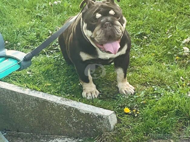 Chocolate English Bulldog Bitch for sale in Leeds, West Yorkshire