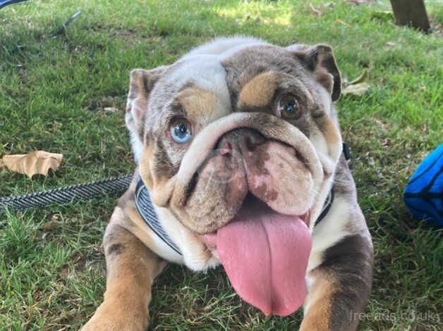 Chocolate merle female bulldog for sale in Wickford, Essex