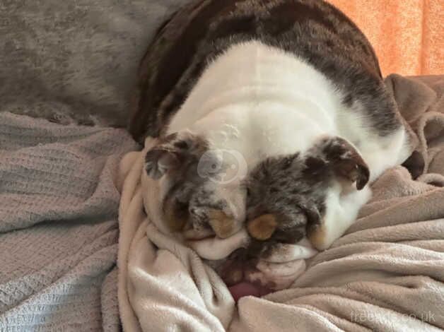 Chocolate merle female bulldog for sale in Wickford, Essex - Image 3