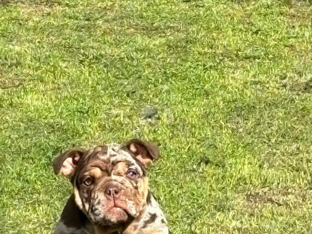 Bulldog Puppies for sale in West Midlands