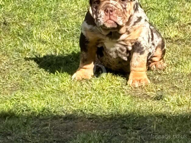 Bulldog Puppies for sale