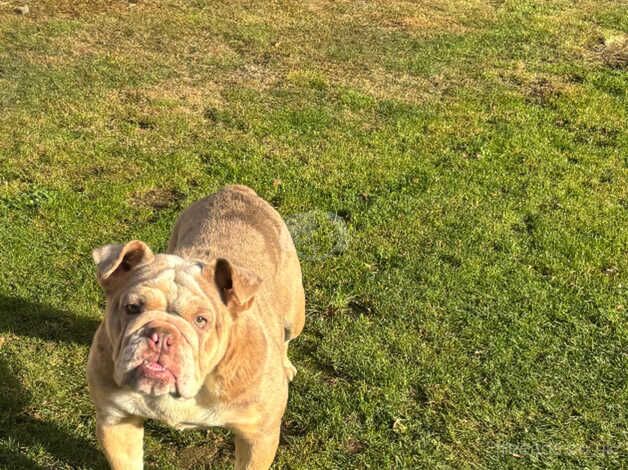 Cream Merle English bulldog for sale in Halstead, Essex