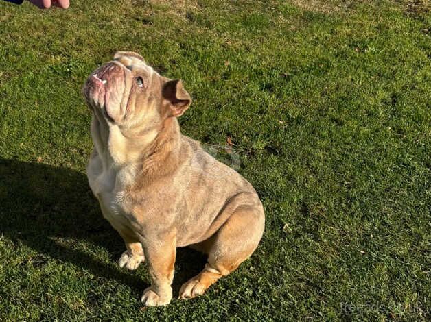 Cream Merle English bulldog for sale in Halstead, Essex - Image 2